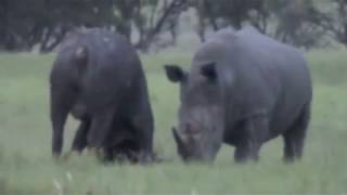 Epic Battle of Rhino vs Buffalo [upl. by Buchalter658]