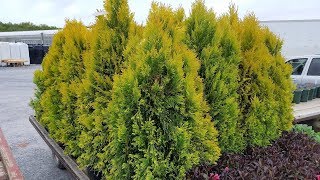 Best Evergreens  Thuja plicata Forever Goldy Golden Arborvitae [upl. by Mairim]