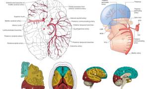 The posterior cerebral arteries [upl. by Anaujd704]