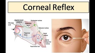 Corneal Reflex [upl. by Nyleikcaj41]