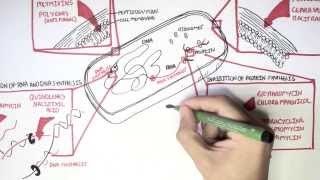 Microbiology  Antibiotics Mechanisms of Action [upl. by Llenreb]