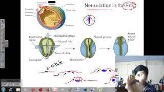 Neurulation  Developmental biology lecture [upl. by Crescen761]