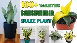 100  Sansevieria Plant Species  Snake Plant Varieties Part2  Plant and Planting [upl. by Sy309]