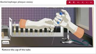 Bacteriophage Plaque Assay for Phage Titer UPDATED [upl. by Kraul355]