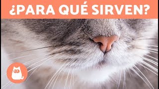 ¿Por qué los GATOS tienen BIGOTES ¿Para qué sirven [upl. by Aleiram923]