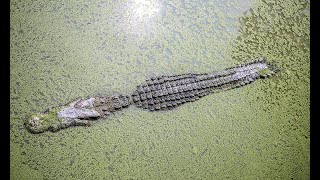 20 FOOT GIANT CROCODILE 🐊 Tarcoles River COSTA RICA 🇨🇷 [upl. by Adamek]