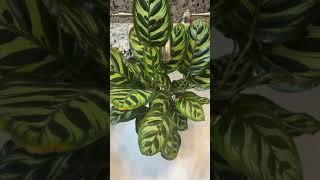 Episode 18 Easy CalatheaCalathea Makoyana Quick Info [upl. by Nahaj514]