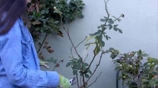 How to Prune Your Roses in 4 Easy Steps [upl. by Pergrim285]