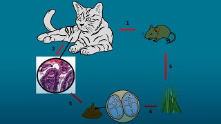 ¿Qué es la toxoplasmosis [upl. by Mariska84]