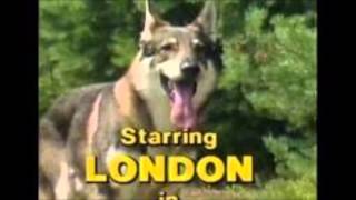 Littlest Hobo Maybe Tomorrow theme song [upl. by Ehrenberg]