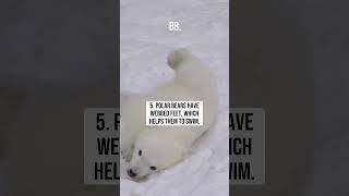 Top 10 Facts About Polar Bears [upl. by Nivonod242]