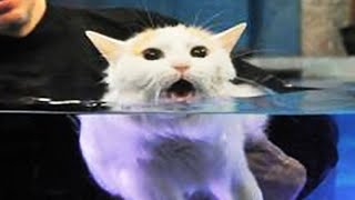 Cats Hate Water  Funny Cats in Water Compilation 2020 1 [upl. by Honor748]