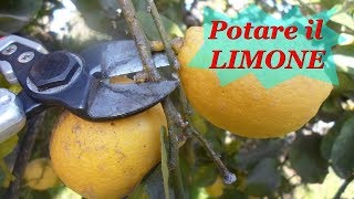 POTARE IL LIMONE [upl. by Wasson]