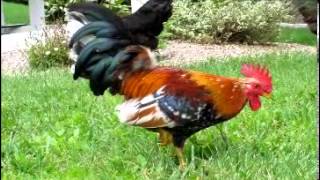 Brutus amp Blaze Crowing [upl. by Betteann305]