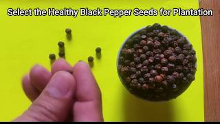 How to Plant Black Pepper Piper Nigrum from Seeds at Home [upl. by Suinuj]