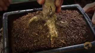 Bonsai Repotting  Bonsai Trees for Beginners Series 04 [upl. by Datha]