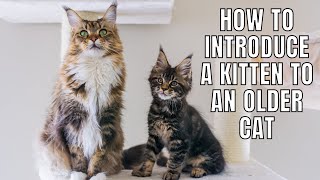 5 Tips on INTRODUCING a Kitten to an Older Cat [upl. by Atiugram]