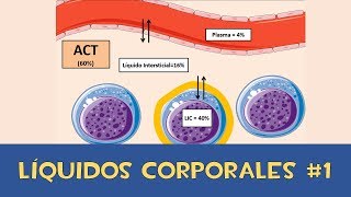 Líquidos corporales 1 💧  Agua Corporal Total [upl. by Howey574]