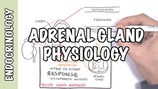 Endocrinology  Adrenal Gland Hormones [upl. by Aihc]