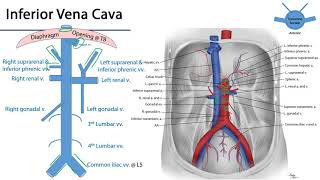 Inferior Vena Cava  M1 Duodenum Pancreas and Abdominal Aorta [upl. by Chang329]