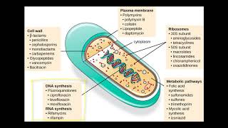 AntiBacterial Drug Targets [upl. by Garratt]