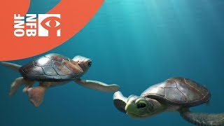 Aquarium pour tortue  Partie 2 LAquaterrarium [upl. by Husein]