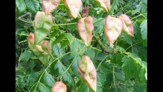 Koelreuteria paniculata [upl. by Dietsche]