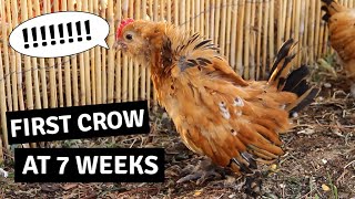 Baby Roosters First Crow  Mille Fleur DUccle Cockerel [upl. by Eniamzaj]