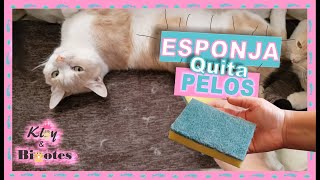 QUITA LOS PELOS DE GATO DEL SILLONES🛋 Y ROPA👖👕 con una ESPONJA🧽 LAVA TRASTES MULTIUSOS [upl. by Unders]