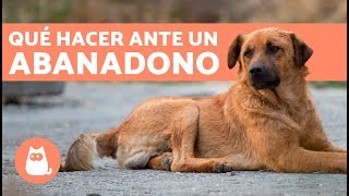 Cómo actuar si te encuentras un perro abandonado [upl. by Poock]