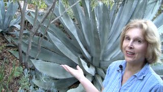 What You MUST Know About Century Plants Agave americana [upl. by Aidnis]