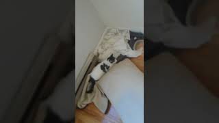 Fail Poor kitten abused shared to help people be awared [upl. by Opaline]