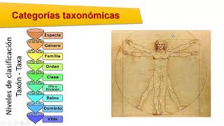 Taxonomía Clasificación de los seres vivos [upl. by Ayotal24]