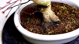 Japanese Maple Bonsai Repotting 2020 [upl. by Igal]