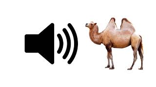 Camel Sounds  Sound Effect  ProSounds [upl. by Tiffanle]