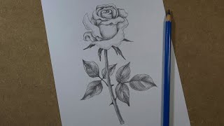 How to draw a realistic rose step by step  Pencil [upl. by Zashin]