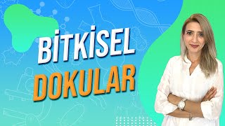 BİTKİSEL DOKULAR  Seda Hoca Biyoloji 🧬 [upl. by Tatianas]