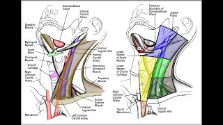 Cervical Lymph Node Levels in 5 minutes [upl. by Dempstor]