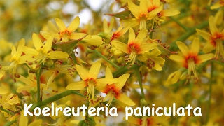 Koelreuteria paniculata [upl. by Akcirderf]