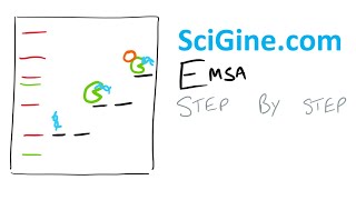 Learn EMSA Electrophoretic Mobility Shift Assay in 15 min  Tutorial amp Protocol Step by Step [upl. by Leiuqese]