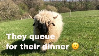 Swiss Valais blacknose sheep  How we feed our small in lamb flock [upl. by Odnanref]