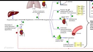 Sistema renina angiotensina aldosterone Laldosterone [upl. by Lias]