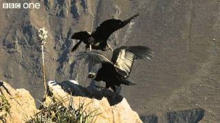 Condor Teaches Youngster to Fly Narrated by David Tennant  Earthflight  BBC [upl. by Ambrosane204]