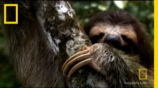 Sloth Sleep Study  National Geographic [upl. by Kcirdled]