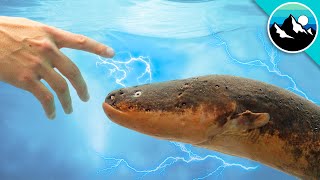 Shocked by an Electric Eel [upl. by Auqinal]