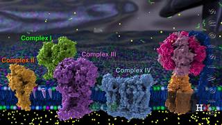 Structure of Chloroplast [upl. by Alyda261]