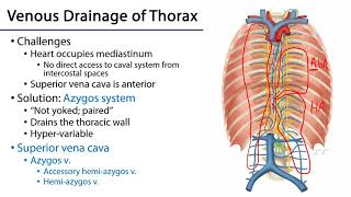 LO 3  Azygos Venous System  Posterior Mediastinum [upl. by Waddle148]
