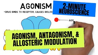 2Minute Neuroscience Agonism Antagonism amp Allosteric Modulation [upl. by Haydon338]