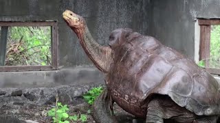 Galapagos giant tortoises go home after saving their species [upl. by Eessej]