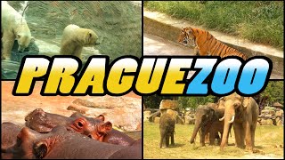 PRAGUE ZOO 4k [upl. by Olathe]